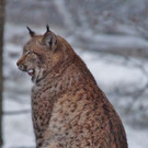 normal_02122012adventwildparkat_02_001aktivnews__36_.JPG