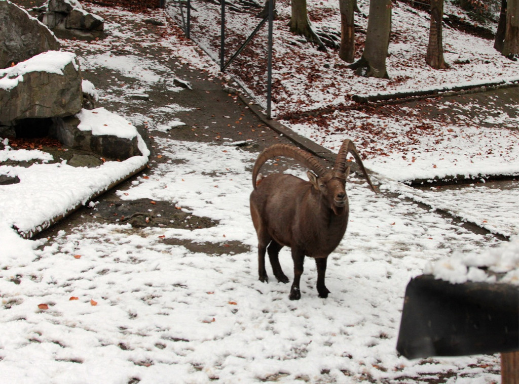 KOE_Wldpark 201212 1_jpg-1354559956