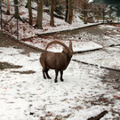 KOE_Wldpark 201212 2_jpg-1354559964
