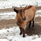 KOE_Wldpark 201212 4_jpg-1354559978