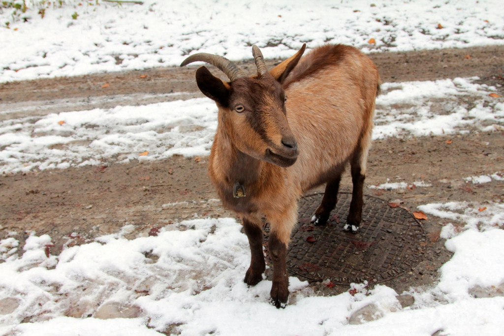 KOE_Wldpark 201212 4_jpg-1354559978