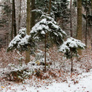 KOE_Wldpark 201212 6_jpg-1354559995