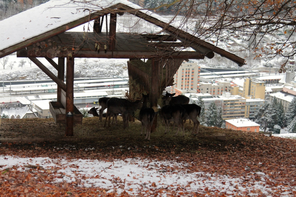 KOE_Wldpark 201212 10_jpg-1354560023
