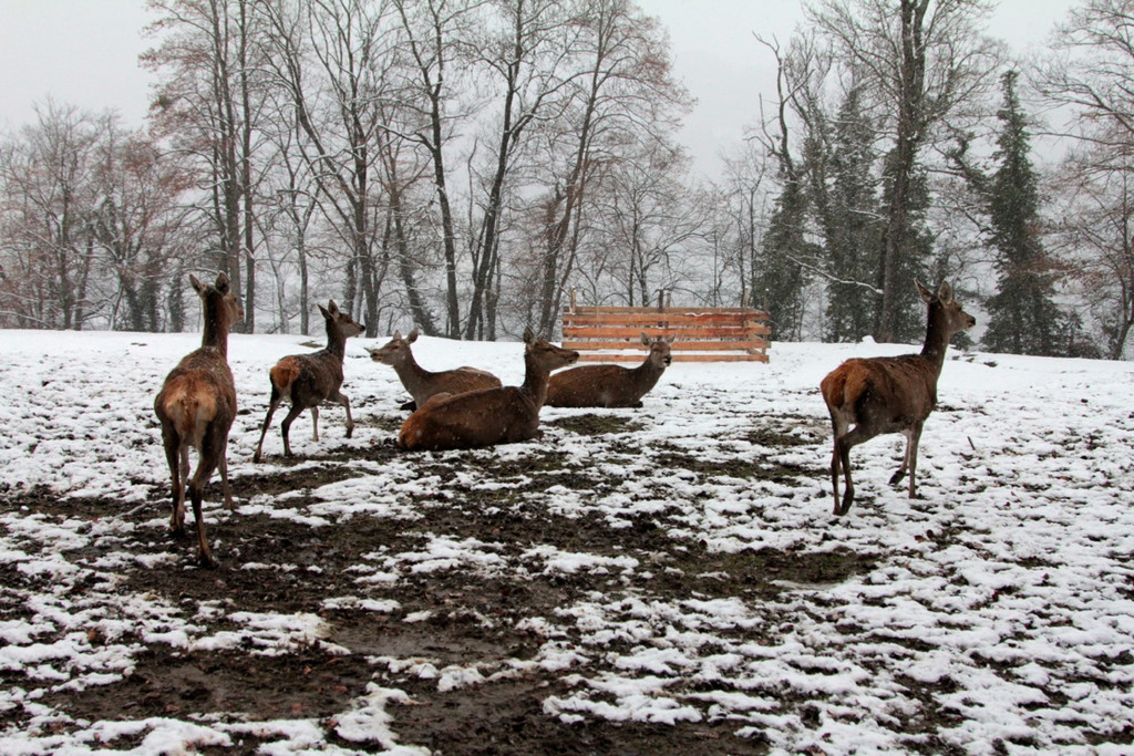 KOE_Wldpark 201212 37_jpg-1354560221