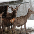 KOE_Wldpark 201212 38_jpg-1354560227
