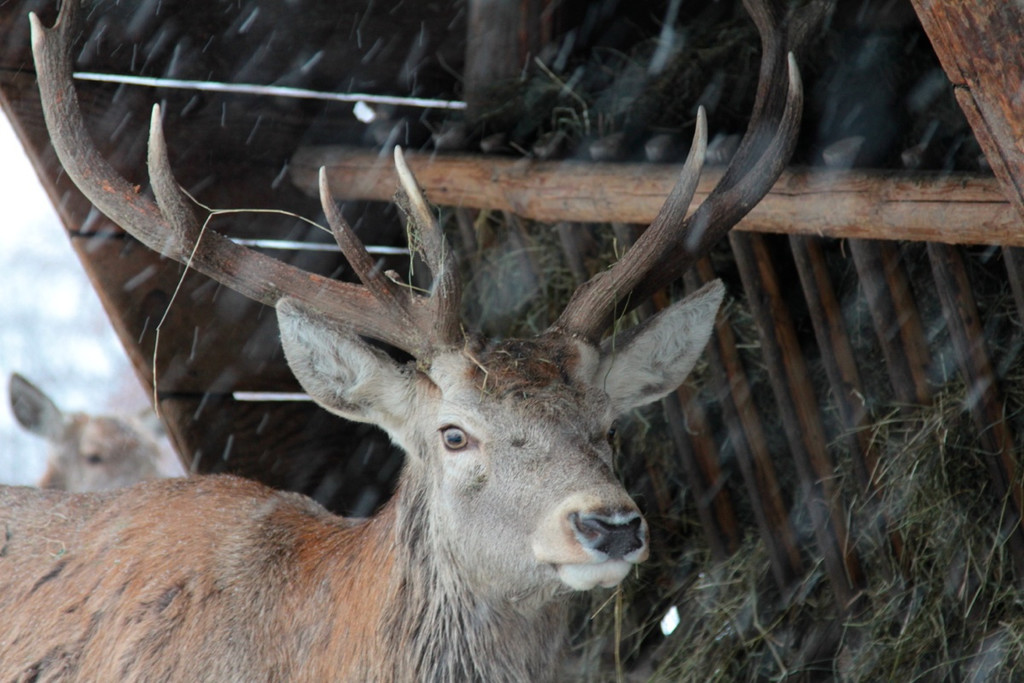 KOE_Wldpark 201212 39_jpg-1354560232