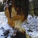 Biberspuren am Alten Rhein bei Höchst