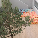 DSCN8570_JPG-1354661568