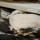 Seriendiebstahl: Dieb stahl Vogel-Federn in Wiens Naturhistorischem Museum