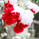 normal_06122012fmt_winter_ta_021.JPG