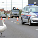 Schwan_BPD.jpg