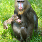 Tiere