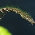 Fühlerschlangen: Neue Wasserschlangen im Tiergarten Schönbrunn