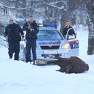 Stier Verfolgung01.jpg