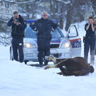 Stier Verfolgung02.jpg