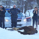 Stier Verfolgung03.jpg