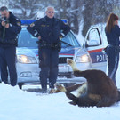 Stier Verfolgung04.jpg