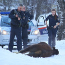 Stier Verfolgung05.jpg