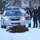 Stier Verfolgung07.jpg