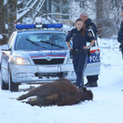 Stier Verfolgung08.jpg
