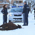 Stier Verfolgung12.jpg