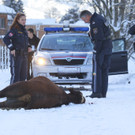 Stier Verfolgung13.jpg