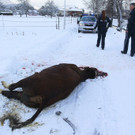 Stier Verfolgung14.jpg