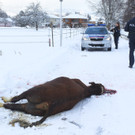 Stier Verfolgung15.jpg