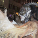 DSCN1117_JPG-1355185918