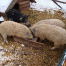normal_10122012FMT_HellbrunnerAdventZauber_ex_28.jpg