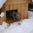 normal_10122012FMT_HellbrunnerAdventZauber_ex_31.jpg