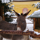 normal_10122012FMT_HellbrunnerAdventZauber_ex_34.jpg