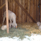 normal_10122012FMT_HellbrunnerAdventZauber_ex_37.jpg