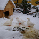 normal_10122012FMT_HellbrunnerAdventZauber_ex_41.jpg