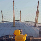 duck-d.jpg
