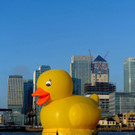 duck-e.jpg