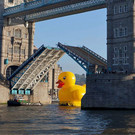 duck-f.jpg