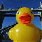 duck-a.jpg