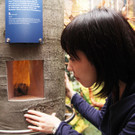 Walddiorama.JPG