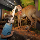 Walddiorama_Kressl _3_.jpg