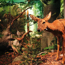 Walddirorama-IMG_2771.jpg