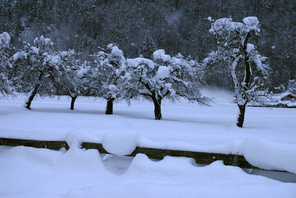 _c_ Gerhard Scopoli - Schnee Gortipohl - 285.jpg