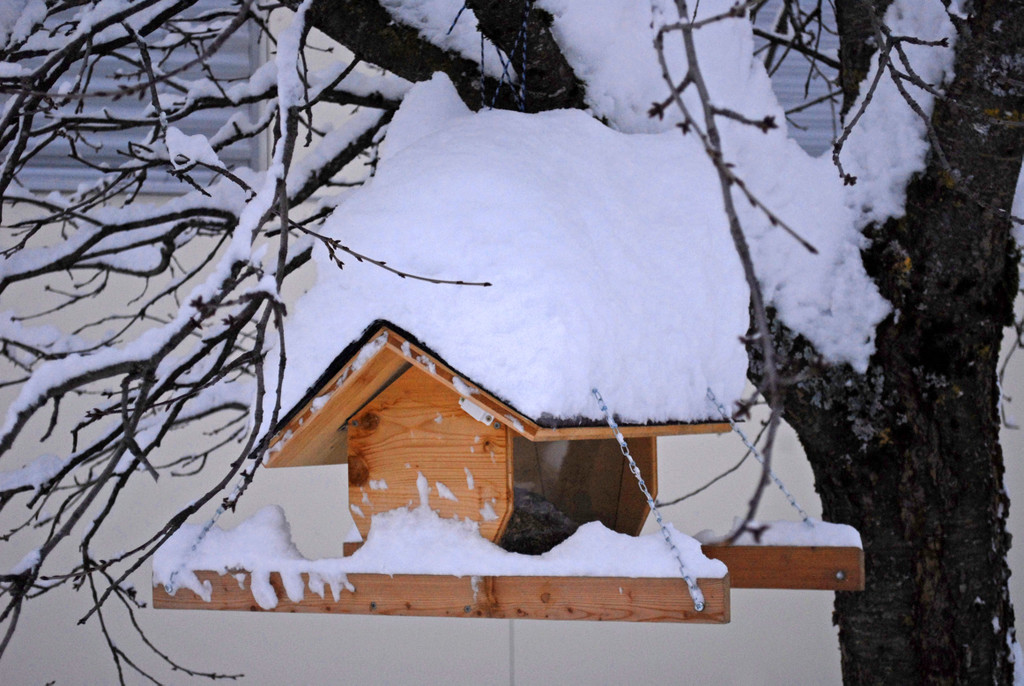 _c_ Gerhard Scopoli - Schnee Gortipohl - 292.jpg
