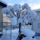 KOE_Winterzauber Fellengatter 55_jpg-1355312485