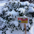 KOE_Winterzauber Fellengatter 56_jpg-1355312491