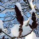 KOE_Winterzauber Fellengatter 4_jpg-1355313788