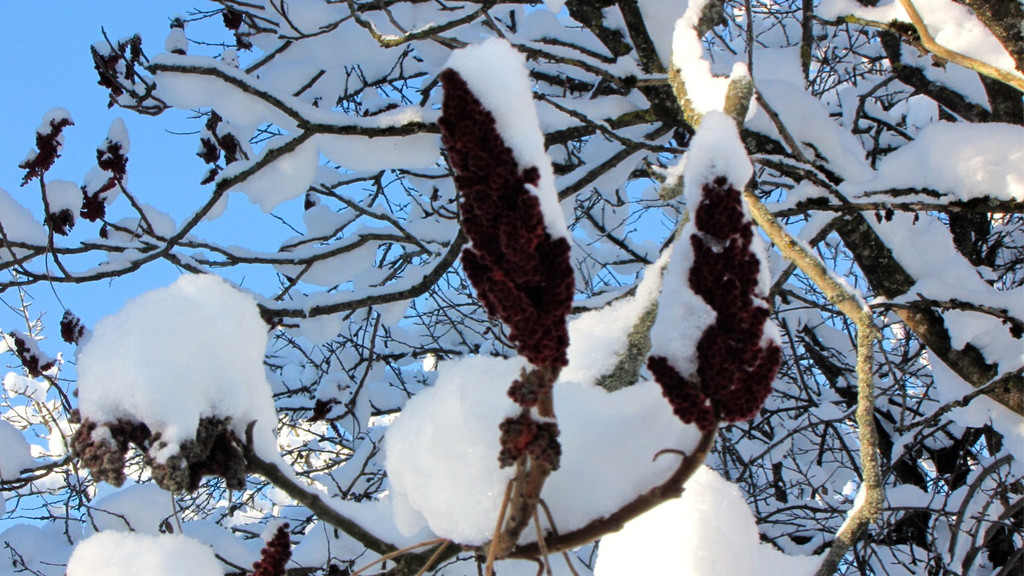 KOE_Winterzauber Fellengatter 4_jpg-1355313788