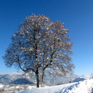KOE_Winterzauber Fellengatter 33_jpg-1355313996