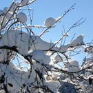 KOE_Winterzauber Fellengatter 44_jpg-1355314076