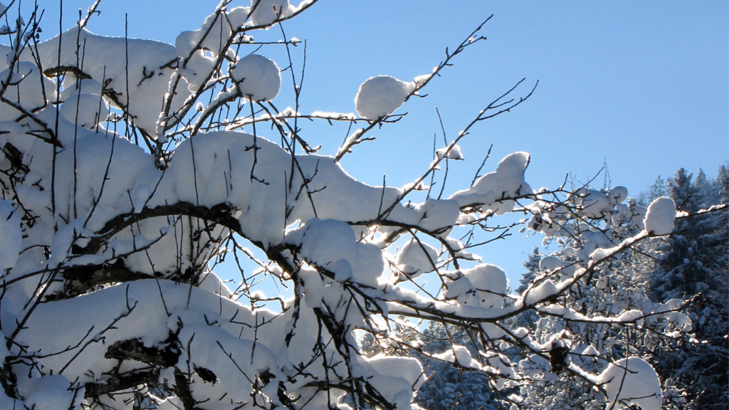 KOE_Winterzauber Fellengatter 44_jpg-1355314076